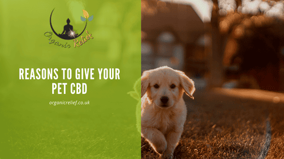reasons to give your pet CBD
