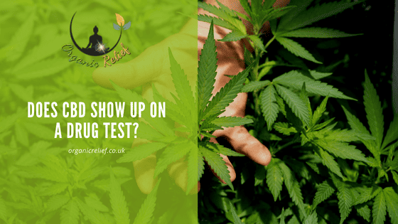 Does CBD show up on a drug test?