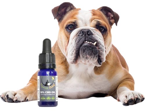 CBD For Lymphoma in Dogs | Canine Lymphoma