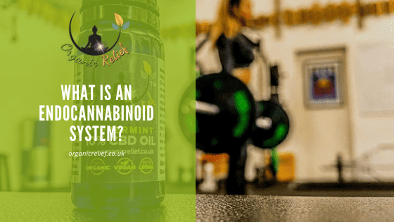 What is an endocannabinoid system?